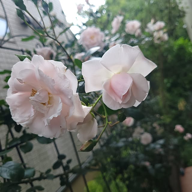 mimi828さんの実例写真