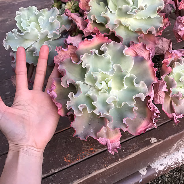 pepeさんの実例写真