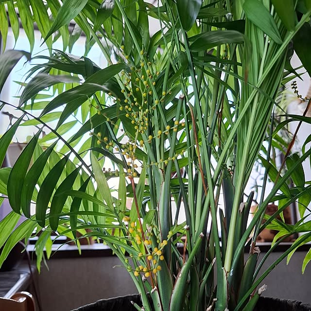 midoriさんの部屋