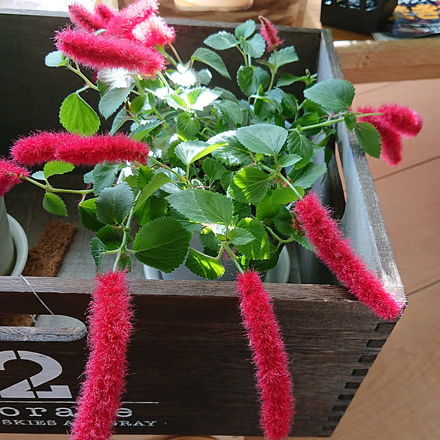 renrinmamaさんの実例写真