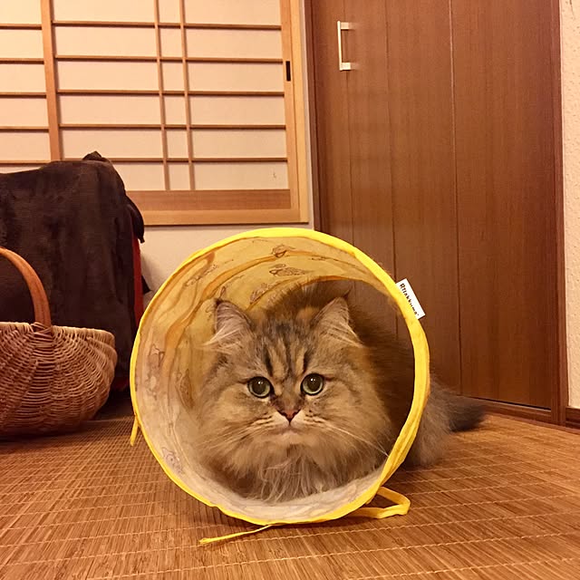 butachanさんの実例写真