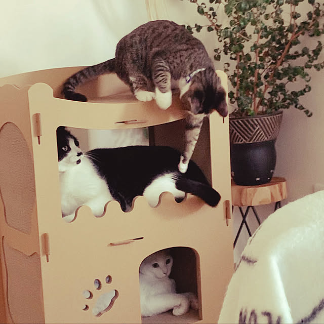 Youkoさんの実例写真