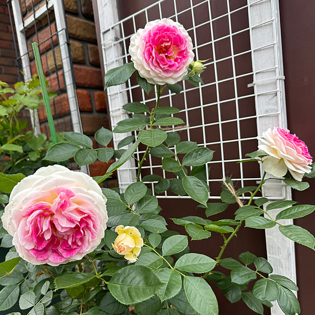 RoseLife5818さんの部屋