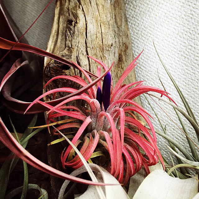 S-Tillandsiaさんの実例写真