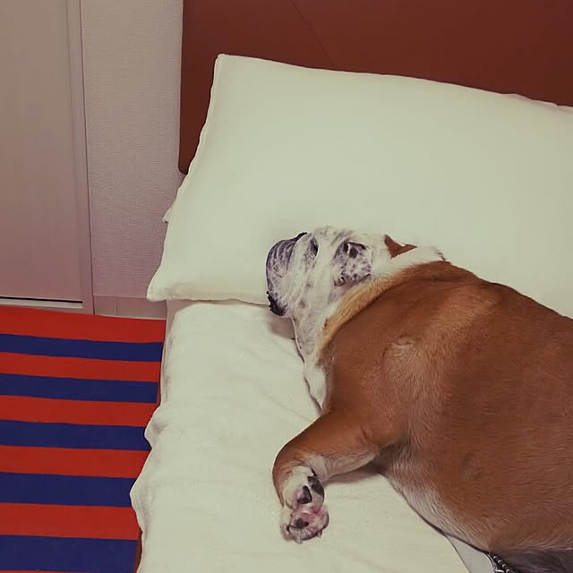 panchobiさんの実例写真