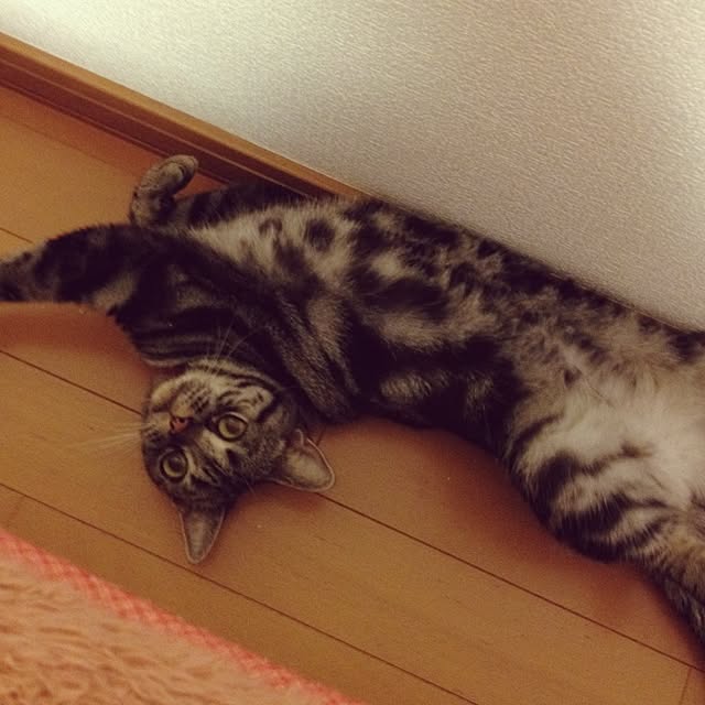 kanade0322さんの実例写真
