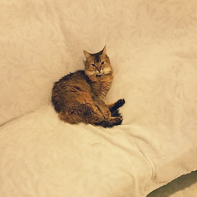 aco_64さんの実例写真