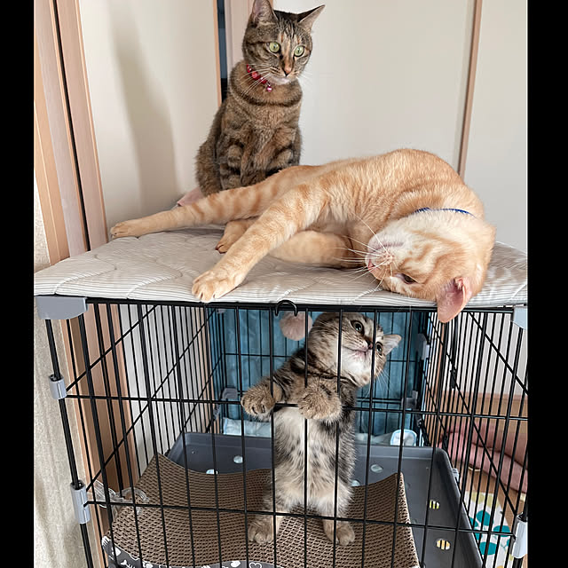 部屋全体/にゃんこファースト/2025年/多頭飼い/ねこのいる日常...などのインテリア実例 - 2025-12-13 21:37:28