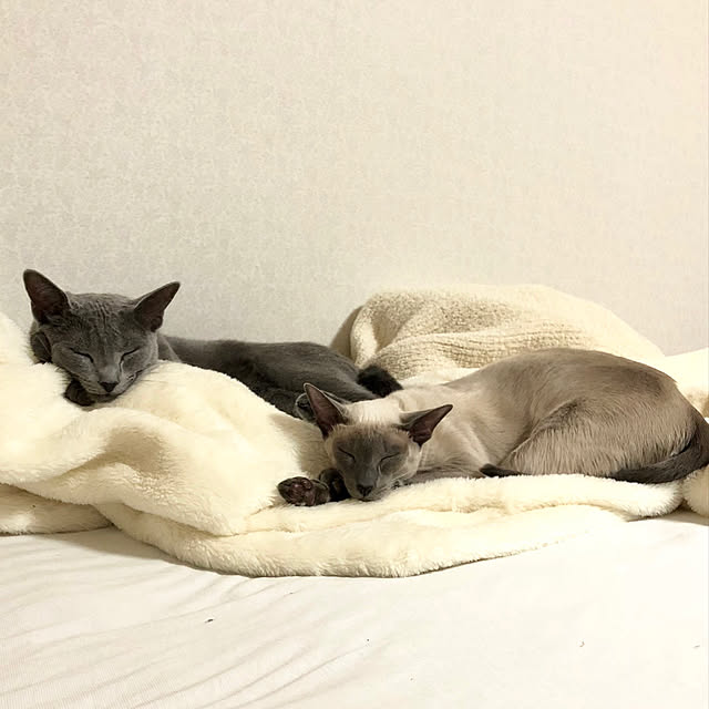 mujinekoさんの実例写真