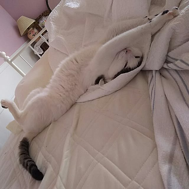sakuraさんの実例写真
