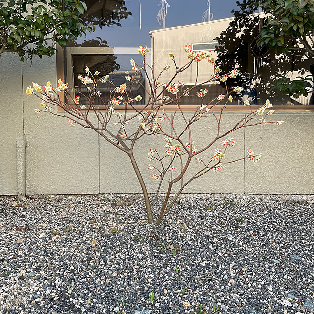 shin0719さんの実例写真