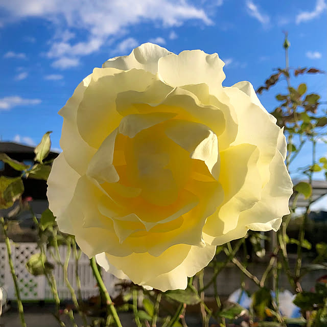 tomoさんの実例写真