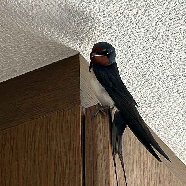ritsukoさんの部屋