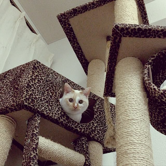 toufuさんの実例写真