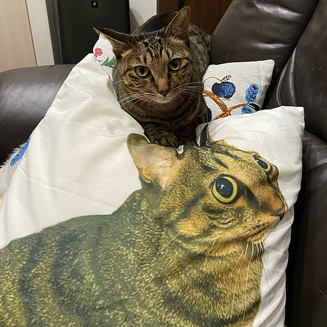 kouさんの実例写真