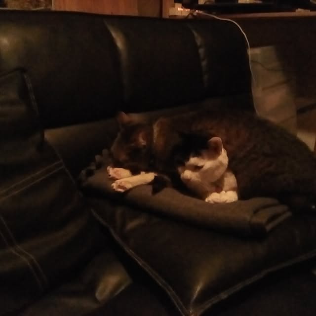 catloveさんの部屋