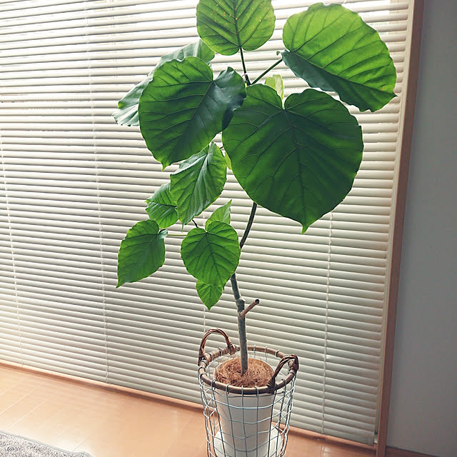 naco.さんの実例写真