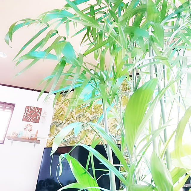 cocosorasakuさんの実例写真