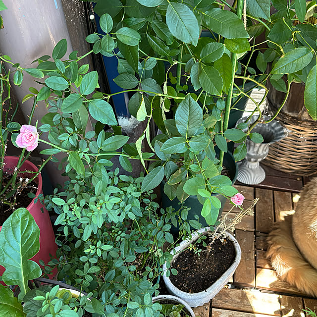 naokoさんの部屋