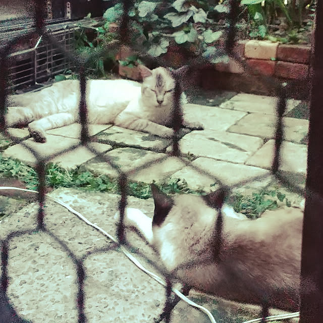 koyutan-mjmさんの実例写真