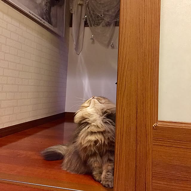 butachanさんの実例写真