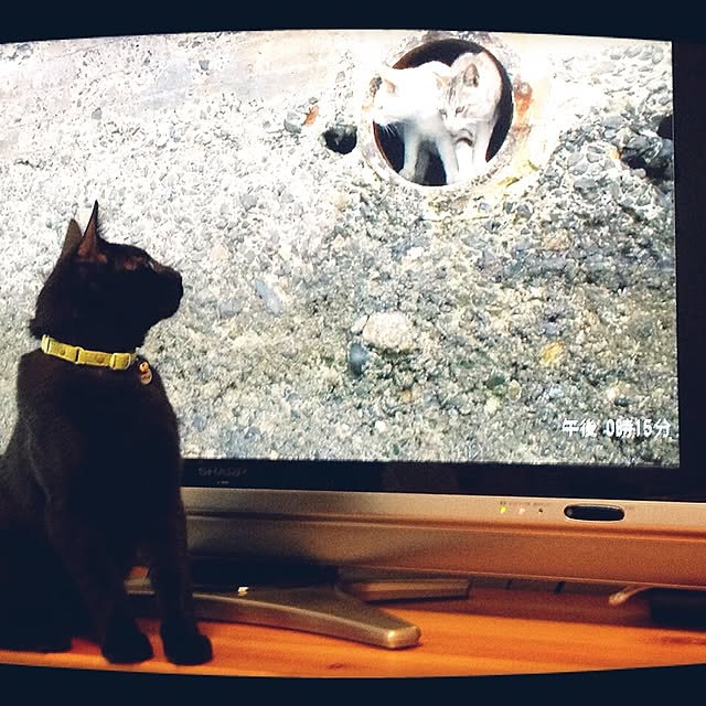 maoshinさんの実例写真