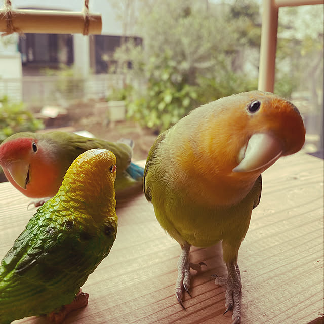 moainanoさんの実例写真