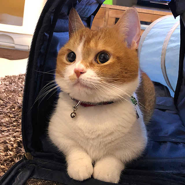 KotarouKunさんの実例写真