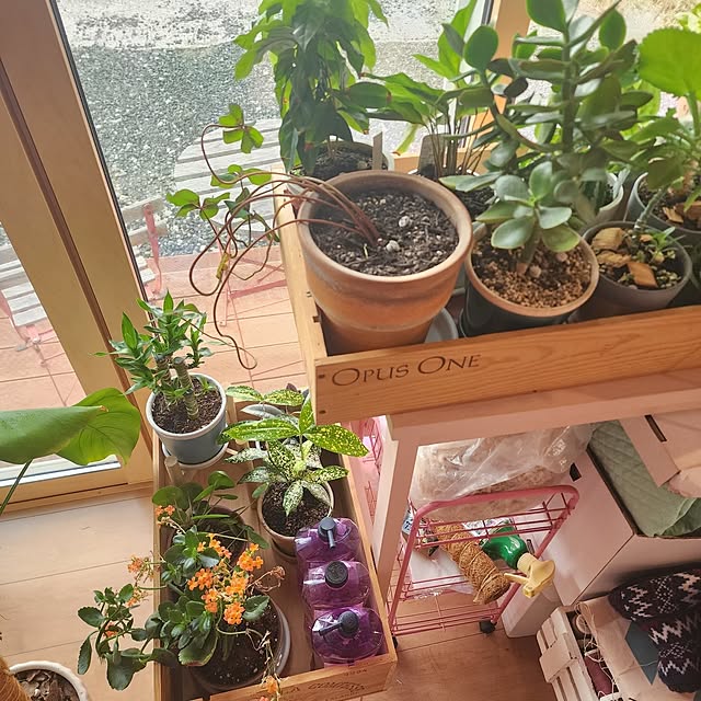 saさんの実例写真