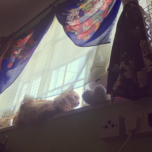 nekohigeさんの実例写真