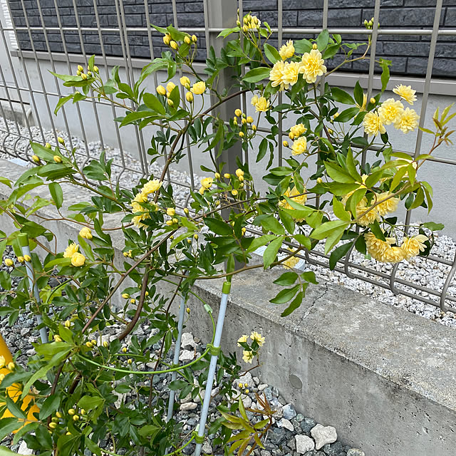 komaさんの実例写真