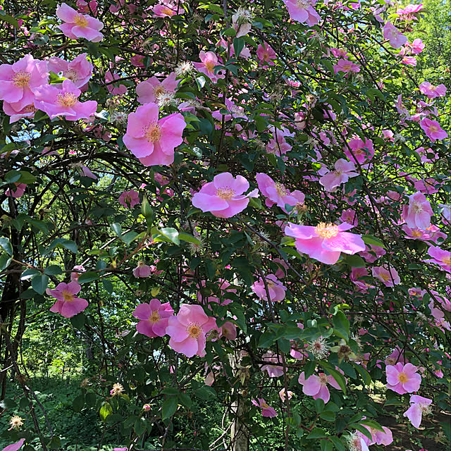 rmyf21さんの実例写真