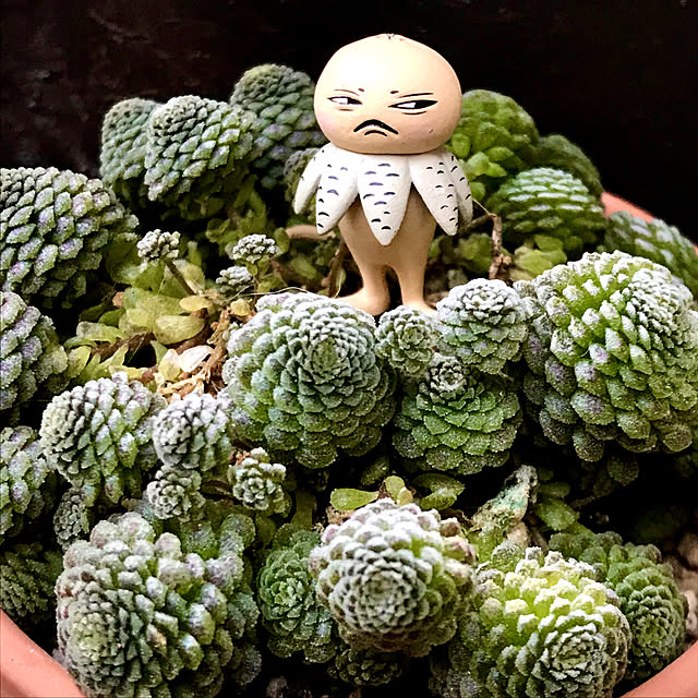 butachanさんの実例写真