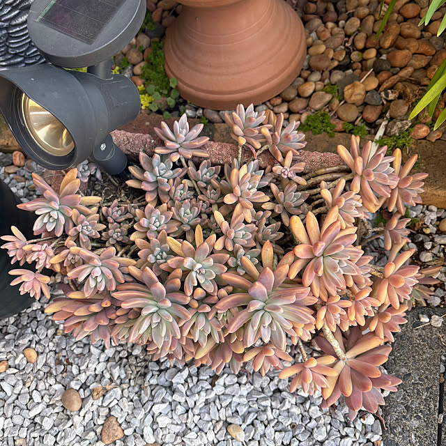 nannoさんの部屋