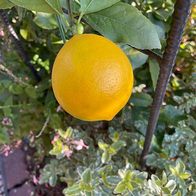 ronronさんの実例写真