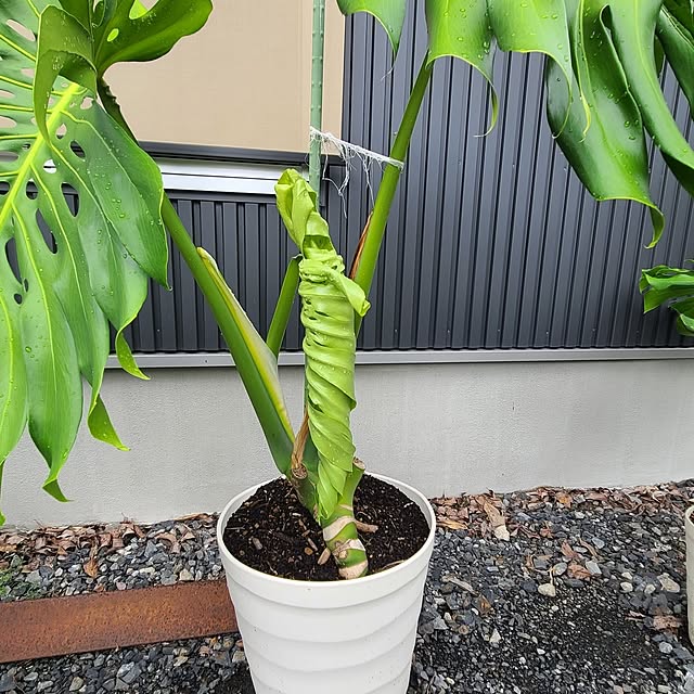 Rubiconさんの部屋