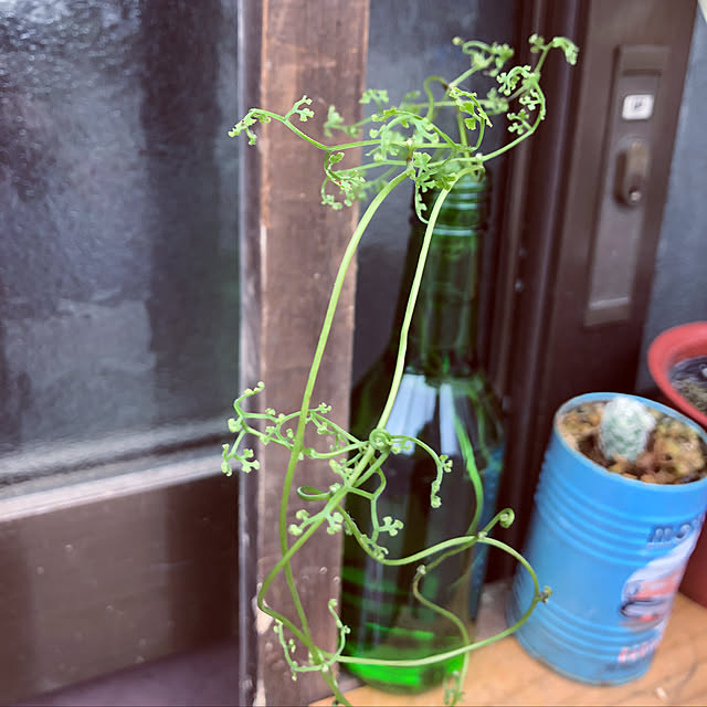 beautifulflowerさんの実例写真