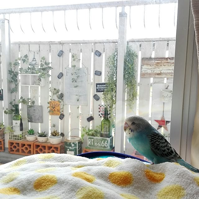 yukkieさんの実例写真