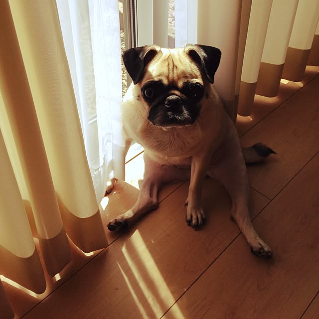 PONさんの実例写真