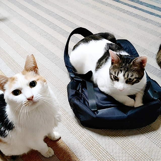 kirakirahikaruさんの実例写真