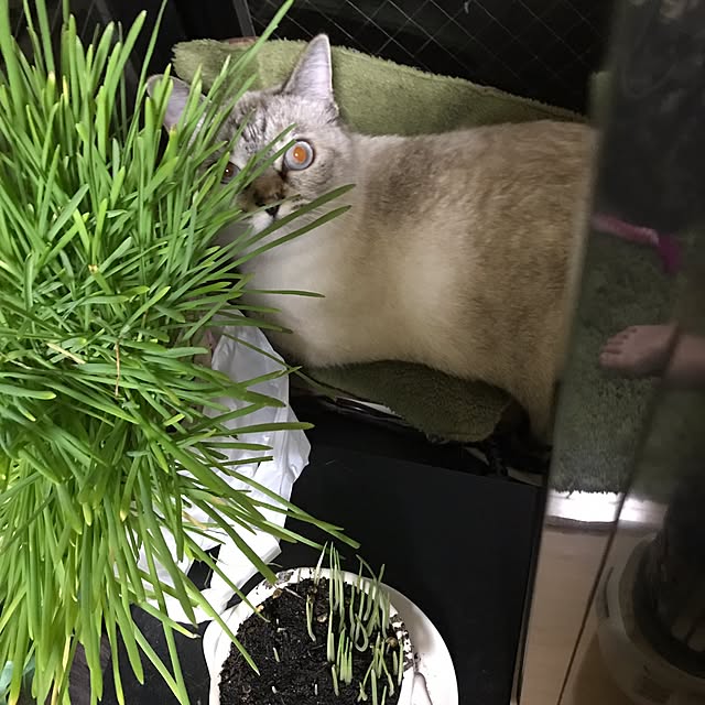 nachuさんの実例写真