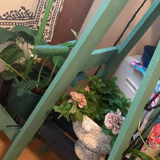 siawase.cfさんの部屋