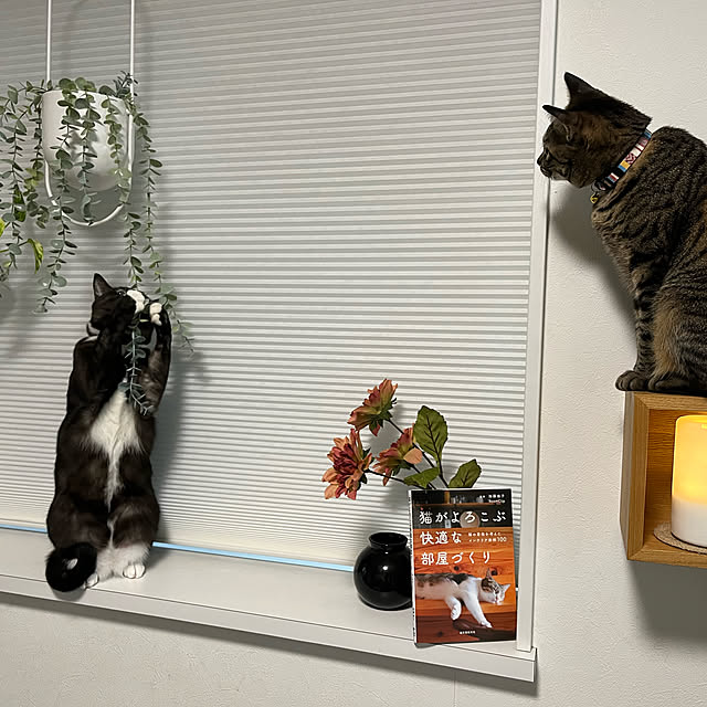 masamasaさんの実例写真