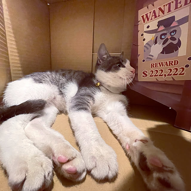 nekosamaさんの実例写真