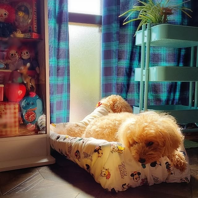 cherrycherryさんの実例写真