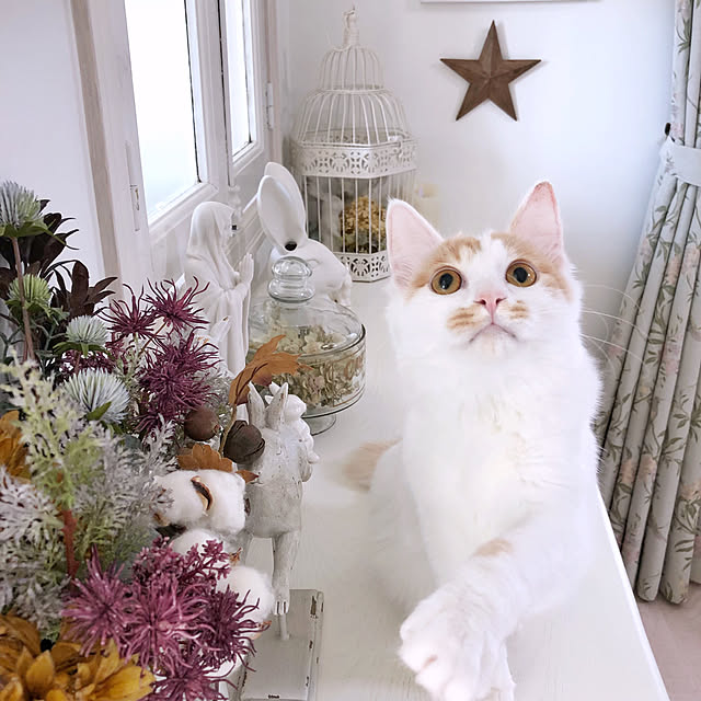 yuchiさんの実例写真