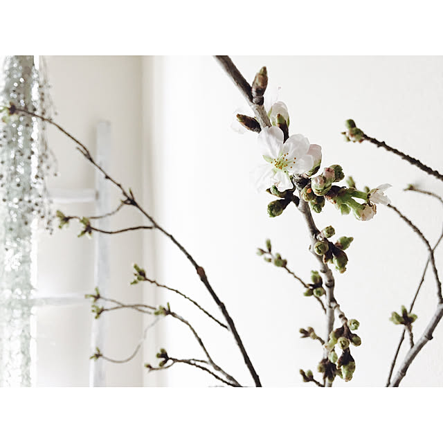 部屋全体/桜/さくら/ブロカント/植物...などのインテリア実例 - 2018-03-27 18:16:44