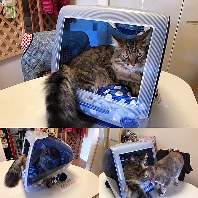 mayakaさんの実例写真