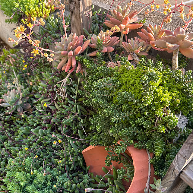 canmilmamaさんの実例写真