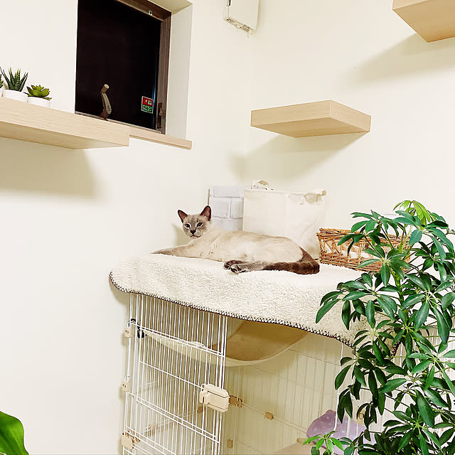 aichinさんの実例写真